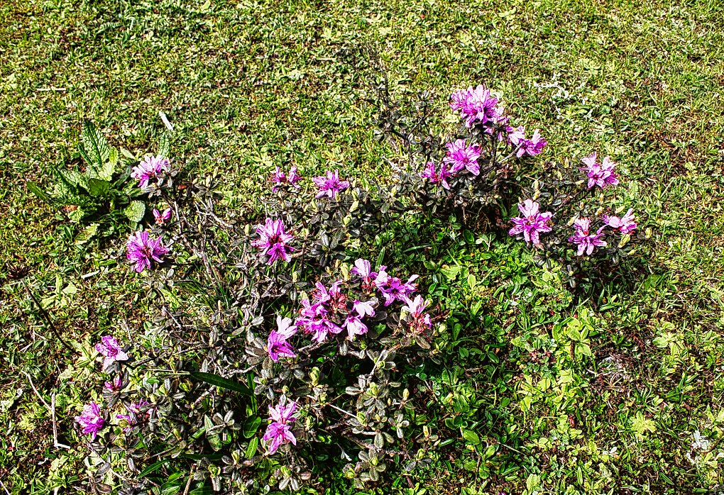 Rhododendron flowers; Yumthang Valley; Sikkim; uasatish; tavel;