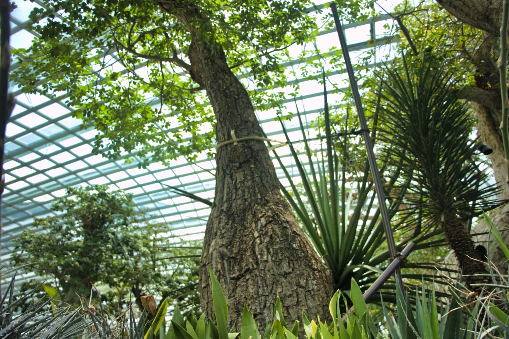 Baobab Tree; uasatish; Singapore; travel;