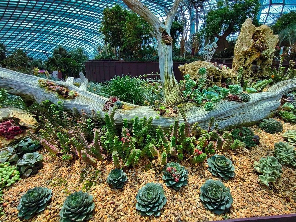 succulents; flower dome; uasatish; Singapore; 