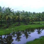 Kerala, rains, coconut trees, monsoons, nature, uasatish,