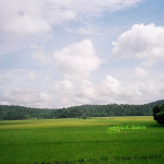 Mananthawady, Wayanad, Kerala, India, paddy fields, rice fields, uasatish,
