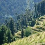 Dalhousie, Himachal Pradesh, India, hills woods, uasatish,