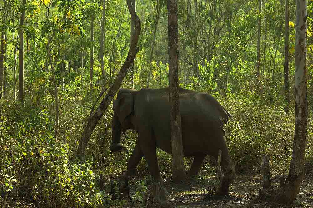 Wild Elephant; sharper photos; uasatish;