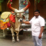 uasatish, India, Vasai, bull, blog,