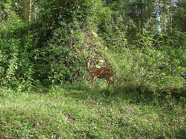 uasatish, India, Wayanad, deer;