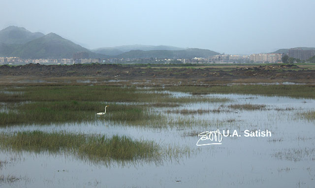 Migratory Great Egret in Mumbai
