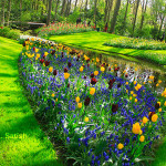 Keukenhof; tulip garden; Tulips; Netherlands; uasatish; https://uasatish.com; Lisse; flowers;