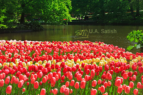 Tulips; flowers; Keukenhof Gardens; Lisse; Netherlands; trees; lake; water; uasatish; https://uasatish.com; gardens;