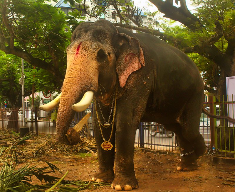 elephant; Kerala; travel blog; uasatish;