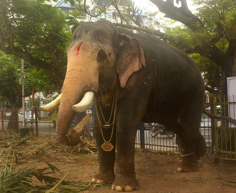 Ernakulathappan Temple; Ernakulam; Kochi; Kerala; India; elephant; outdoor; uasatish; https://uasatish.com;