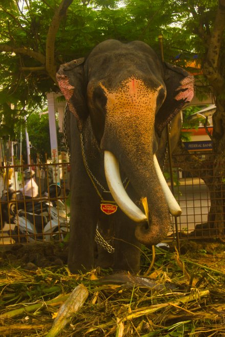 Oottoli Mahadevan; elephant; Kerala; uasatish;