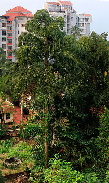 Pana; tree; India; Kerala; Kannur; outdoor; uasatish; https://uasatish.com;
