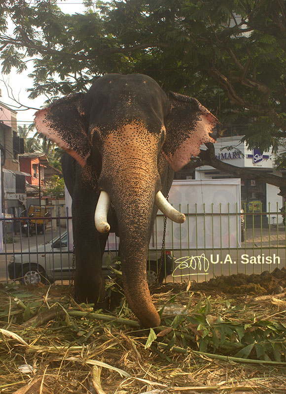 elephant; tusker; Kochi; Ernakulam; India; outdoor; uasatish; https://uasatish.com;