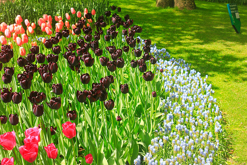 tulips; Keukenhof; Netherlands; outdoor; flowers; uasatish; https://uasatish.com