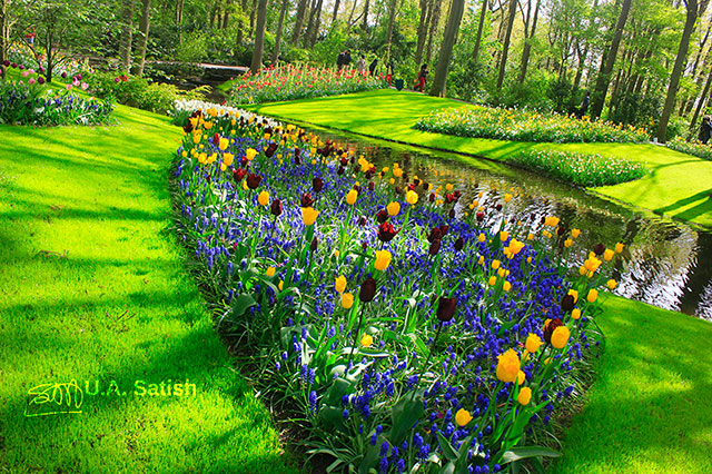 tulips; Keukenhof; Netherlands; outdoor; flowers; uasatish; https://uasatish.com