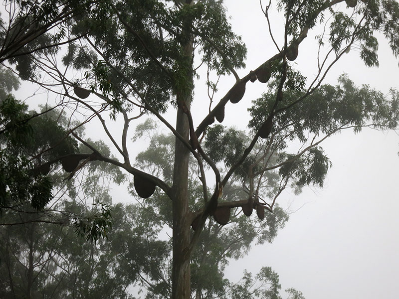 Muthanga Fprest; Wayanad; Kerala; honeycombs; trees; outdoor; India; uasatish;