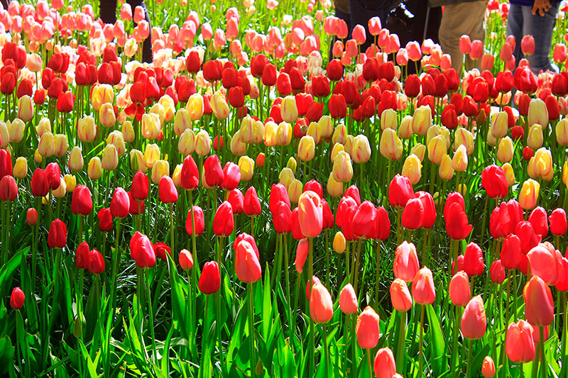 tulips; Keukenhof; Netherlands; outdoor; flowers; uasatish; https://uasatish.com