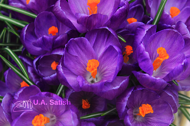 tulips; Keukenhof; Netherlands; outdoor; flowers; uasatish; https://uasatish.com