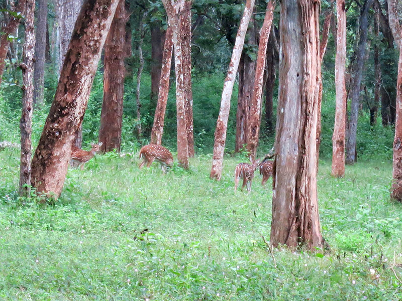 deer; Muthanga wildlife; Wayanad; Kerala; India; outdoor; uasatish;