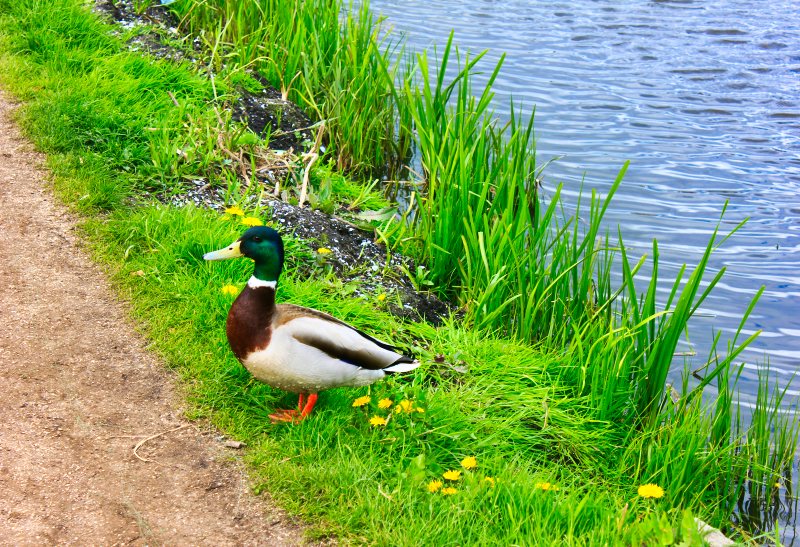 uasatish; travel blog; Duck; The Netherlands;