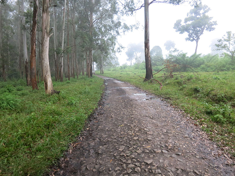 Muthanga; forest; Wayanad; Kerala; India; mist; uasatish; https://uasatish.com;