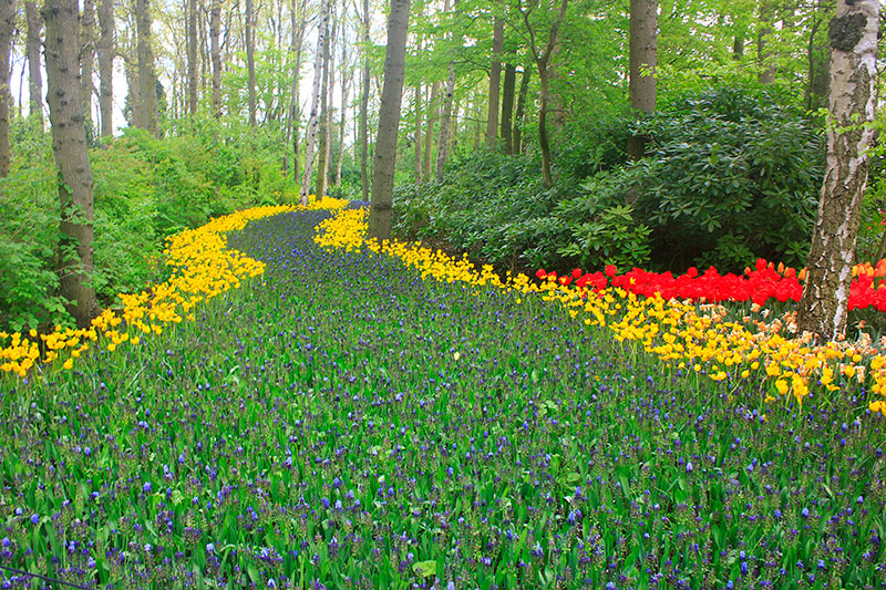 tulips; Keukenhof; Netherlands; outdoor; flowers; uasatish; https://uasatish.com