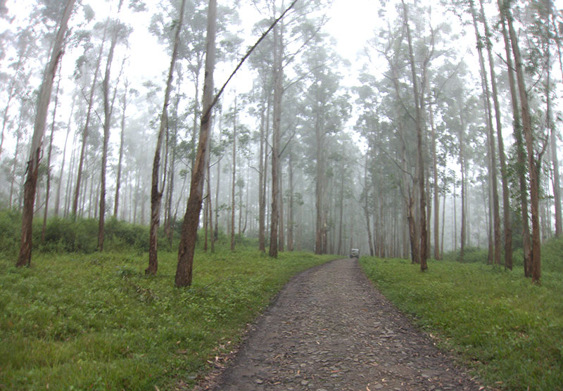 Muthanga; forest; Wayanad; Kerala; India; mist; uasatish; https://uasatish.com;