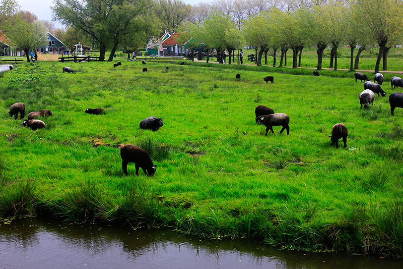 Zaanse Schans; goats; Netherlands; outdoor; uasatish;