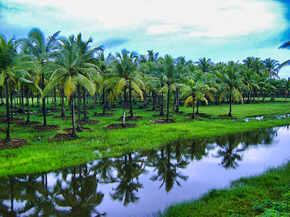 Kerala; rains; coconut trees; uasatish;