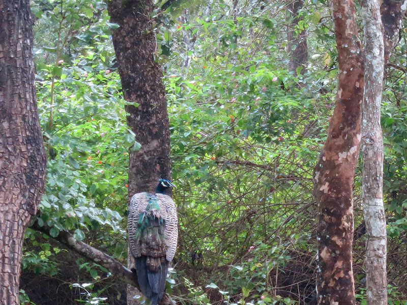 Muthanga; wildlife sanctuary; Wayanad; Kerala; India; mist; uasatish; https://uasatish.com; molting peacock;