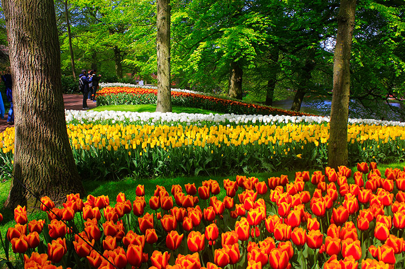 tulips; Keukenhof; Netherlands; outdoor; flowers; uasatish; https://uasatish.com; gardens;