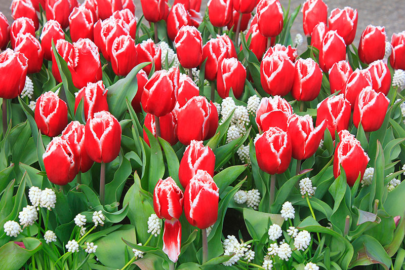 tulips; Keukenhof; Netherlands; outdoor; flowers; uasatish; https://uasatish.com