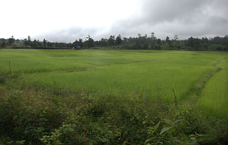 Muthanga; forest; Wayanad; Kerala; India; mist; uasatish; https://uasatish.com; rice fields;