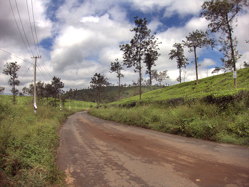 Tea Estate; Kerala; Kalpetta; outdoor; uasatish; India;