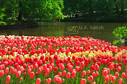 tulips; Keukenhof; Netherlands; outdoor; flowers; uasatish; https://uasatish.com