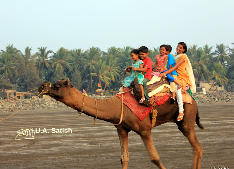 Kalamb Beach; India; Mumbai; outdoor; uasatish; camel;