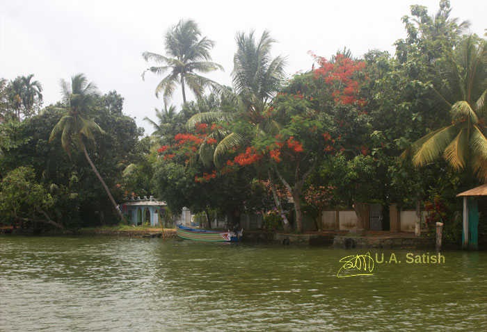 Alappuzha; Kuttanad; Kerala; Kayal; travel; outdoor; uasatish; India; outdoor; trees; building;
