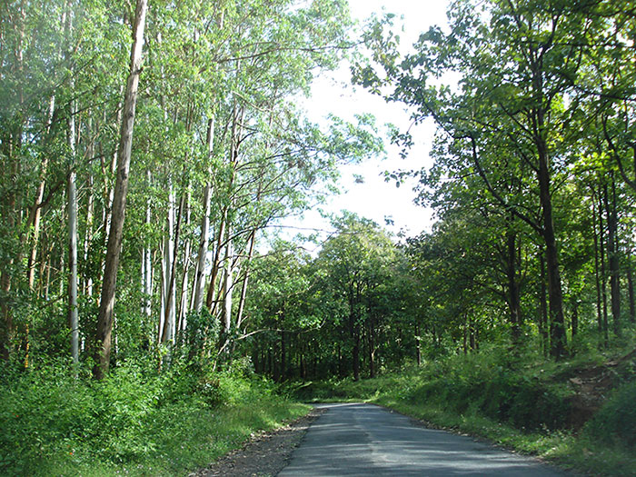 Thirunelli Temple; Thirunelli; Kerala; India; temple; uasatish; Wayanad; road; travel; outdoor;