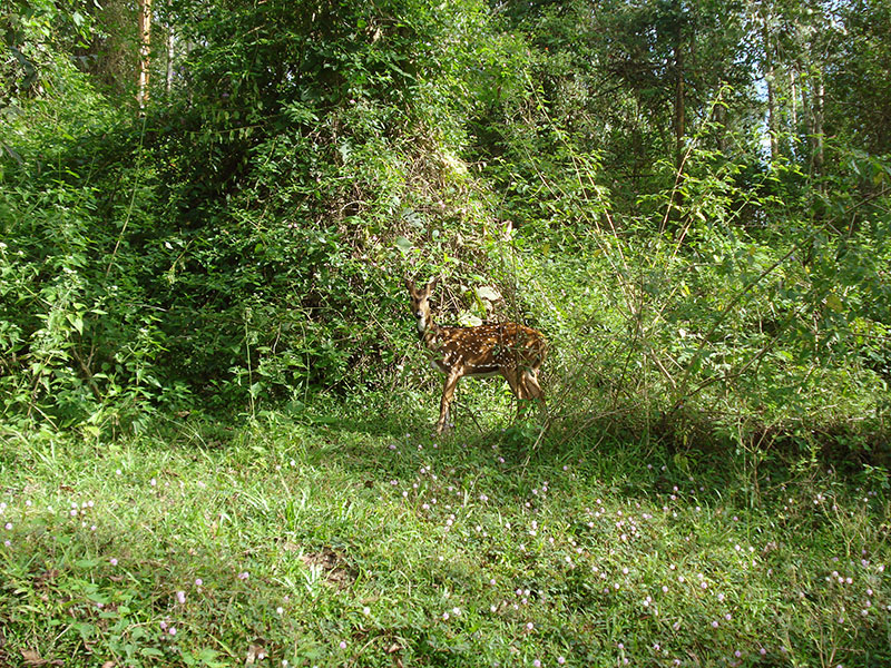 Kerala; India; temple; uasatish; Wayanad; travel; deer; wild animal; outdoor;