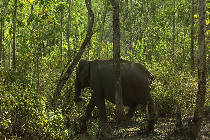Kerala; India; temple; uasatish; Wayanad; travel; wild elephant;