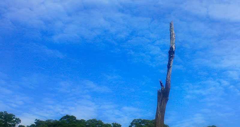 Periyar Lake; Thekkady; Kerala; India; Kumily; travel; outdoor; uasatish; bird;