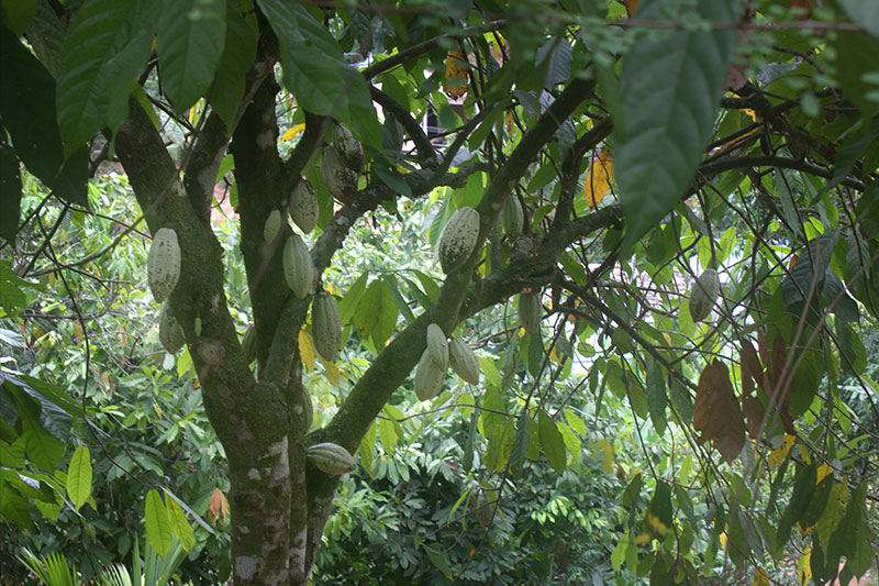 Cocoa Tree; Munnar; Kerala; India; travel; outdoor; uasatish;