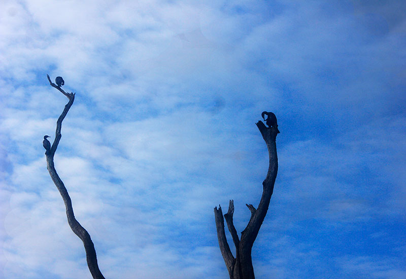 Periyar Lake; Thekkady; Kumily; Kerala; India; travel; outdoor; cormorants;