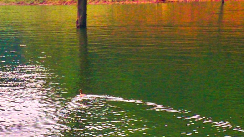 Duckling on Periyar Lake; uasatish;