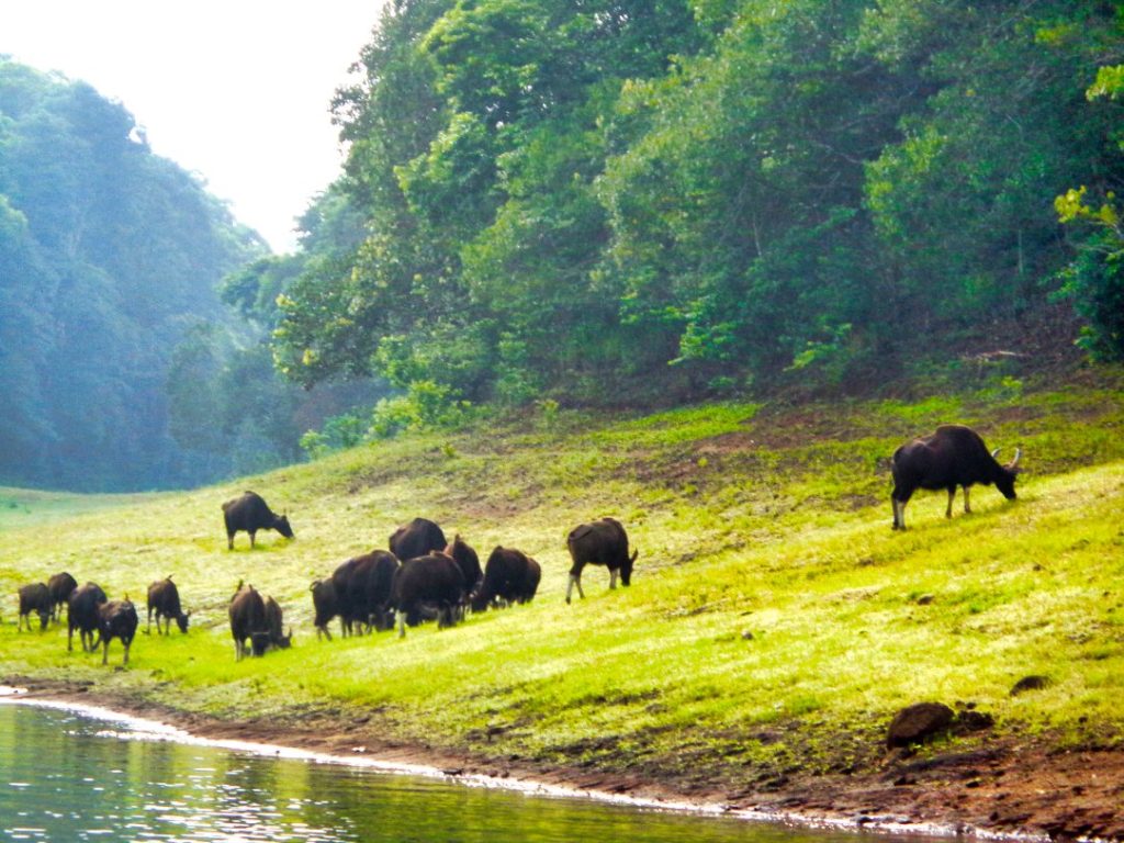 Periyar Lake; Herd of Bison; Kerala; uasatish; Thekkady;