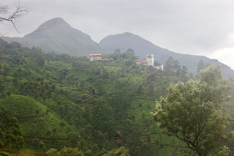 Munnar; Kerala; India; travel; outdoor; mountains; tea estate; trees; uasatish;