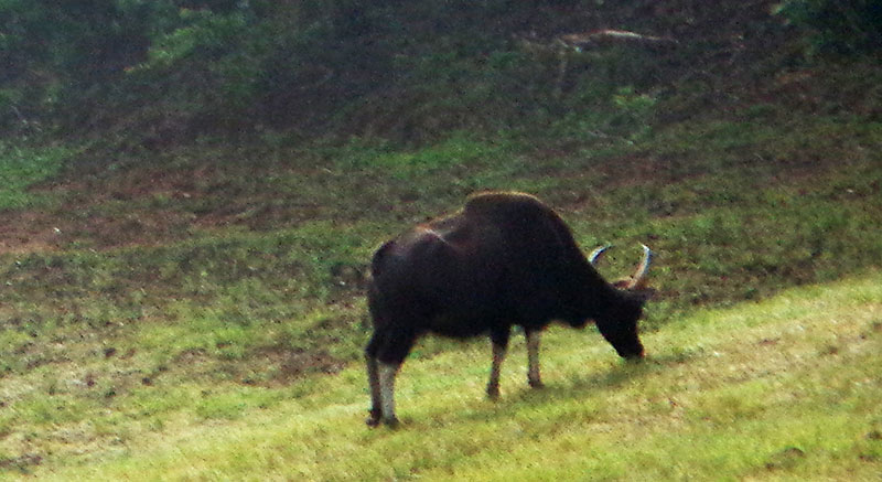 Periyar Lake; Thekkady; Kumily; Kerala; India; outdoor; travel; uasatish; bison;