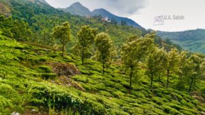 Tea Garden on the Slopes; Munnar; mountain; tea bushes; uasatish;