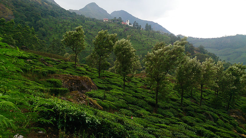 Tea Garden; Munnar; Kerala; India; outdoor; mountains; hills; travel; uasatish; trees;