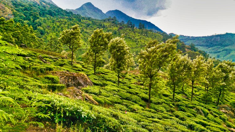 tea garden; Munnar; Kerala; travel blog; uasatish;